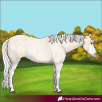 Horse Color:Silver Buckskin Roan Splash 
