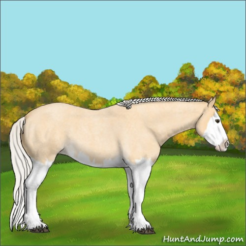Horse Color:Unknown 