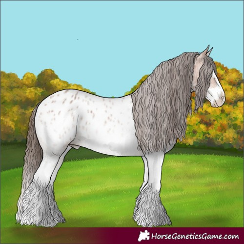 Horse Color:White Spotted Bay Roan Splash Appaloosa 