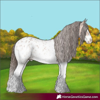 Horse Color:White Spotted Bay Roan Splash Appaloosa 