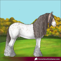 Horse Color:White Spotted Bay Roan Splash Appaloosa 