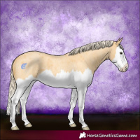 Horse Color:Palomino Roan Splash