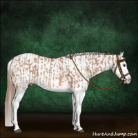 Horse Color:Red Dun Splash  and Red Dun Splash 