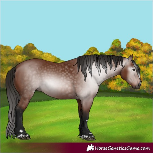 Horse Color:Gray Bay 