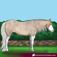 Horse Color:Silver Buckskin Roan Splash 