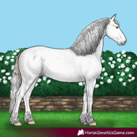 Horse Color:Gray Silver Sable Champagne Roan Splash Frame Rabicano 