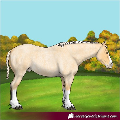 Horse Color:Palomino Roan Splash 