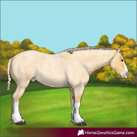 Horse Color:Palomino Roan Splash 