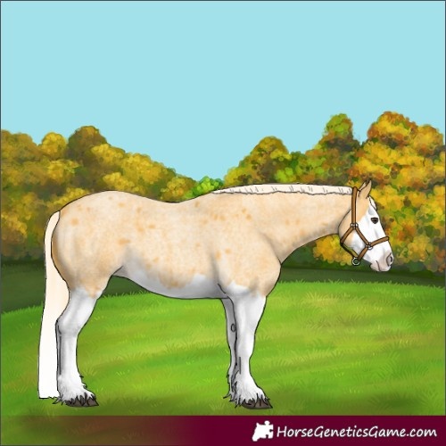 Horse Color:Palomino Roan Splash