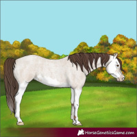 Horse Color:Classic Champagne Roan Dun Splash