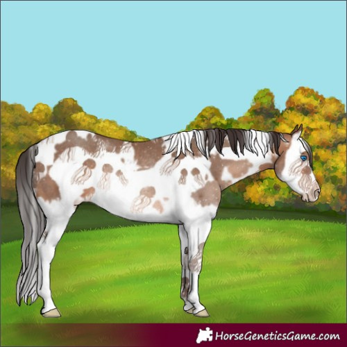 Horse Color:White Spotted Sable Champagne Splash Frame Rabicano