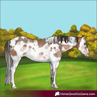 Horse Color:White Spotted Sable Champagne Splash Frame Rabicano 