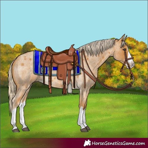 Horse Color:Palomino Roan Splash