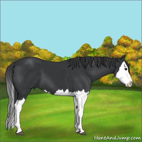 Horse Color:Black Splash 