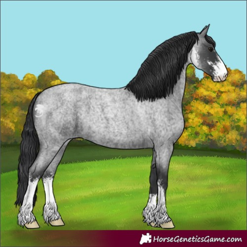 Horse Color:Blue Roan Sabino 