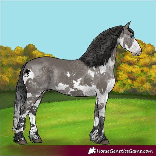 Horse Color:Grullo Splash 