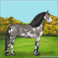 Horse Color:Grullo Splash 