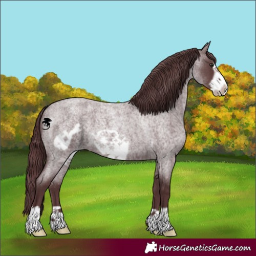 Horse Color:Chocolate Blue Chinchilla Roan Frame 