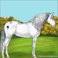 Horse Color:Watercolor Bay Dun Sabino Frame Rabicano 