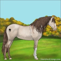 Horse Color:Grullo Pearl 