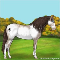 Horse Color:Classic Champagne Sabino Frame 