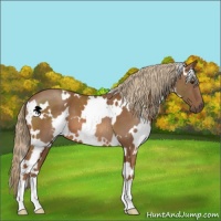 Horse Color:White Spotted Chestnut 