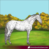Horse Color:Grullo Near Leopard 