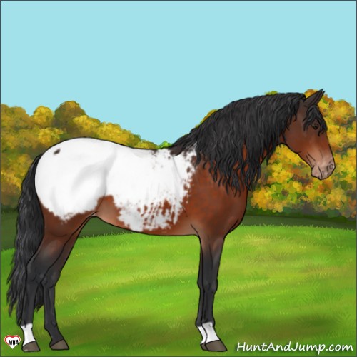 Horse Color:Brown Appaloosa 