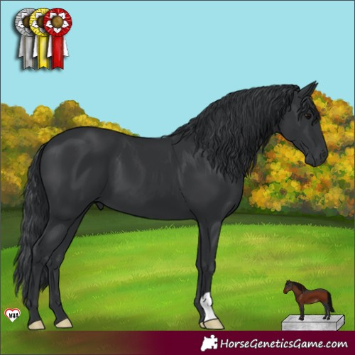 Horse Color:Black 