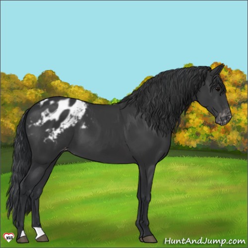 Horse Color:Black Appaloosa 