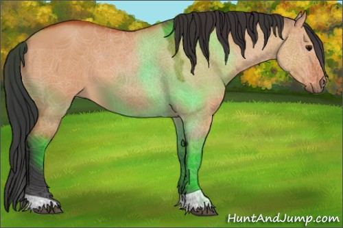 Horse Color:Bay Dun 