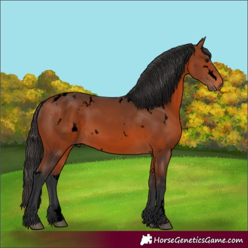 Horse Color:Void White Spotted Bay 