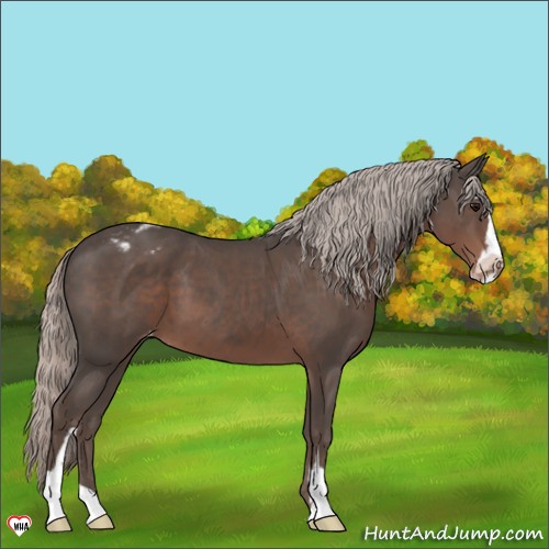 Horse Color:Silver Black Sabino Varnish 