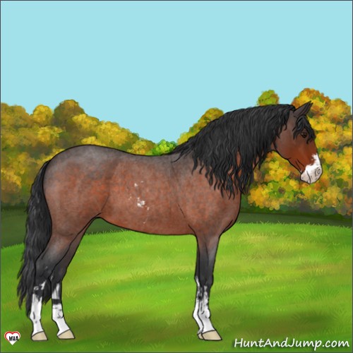Horse Color:Bay Roan Sabino 