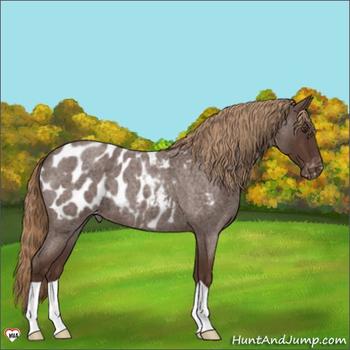 Horse Color:Liver Red Roan Appaloosa 