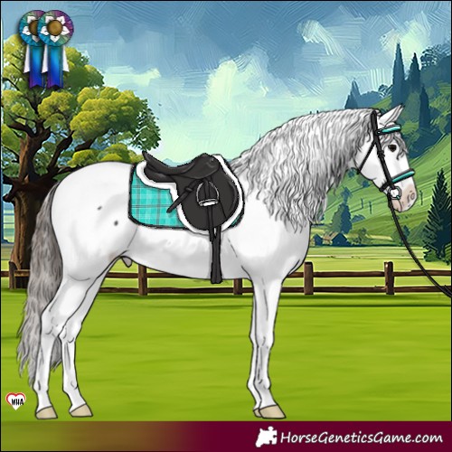 Horse Color:Black Appaloosa Rabicano 
