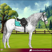 Horse Color:Black Appaloosa Rabicano 