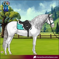 Horse Color:Black Appaloosa Rabicano 