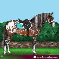 Horse Color:Brown Appaloosa Rabicano 