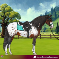 Horse Color:Brown Appaloosa 