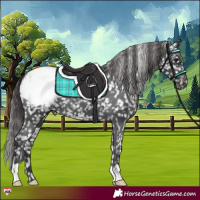 Horse Color:Black Appaloosa