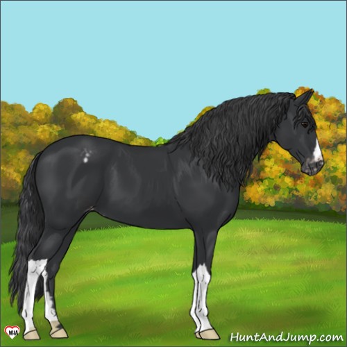 Horse Color:Black Appaloosa 