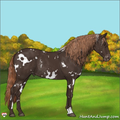 Horse Color:White Spotted Liver Chestnut Appaloosa Rabicano 