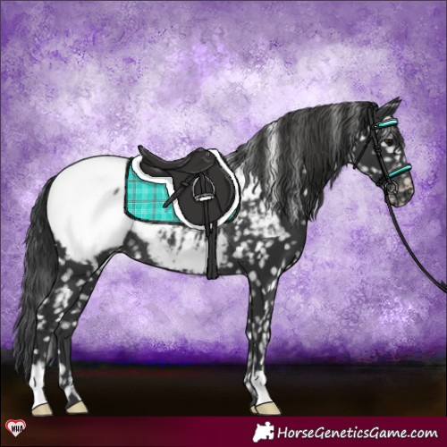 Horse Color:Black Appaloosa Rabicano 