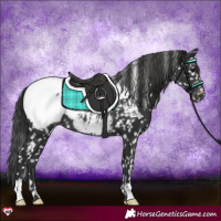 Horse Color:Black Appaloosa Rabicano 