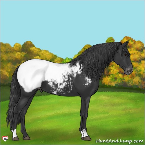 Horse Color:Black Appaloosa 