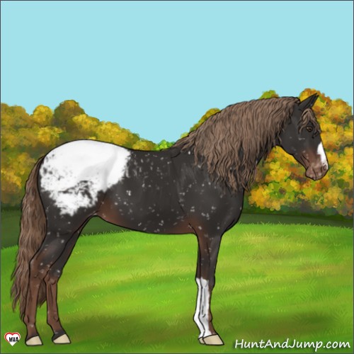 Horse Color:Liver Chestnut Appaloosa 