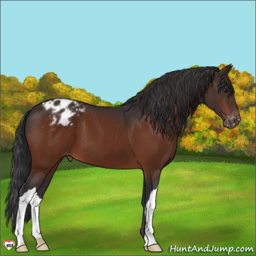 Horse Color:Brown Appaloosa 