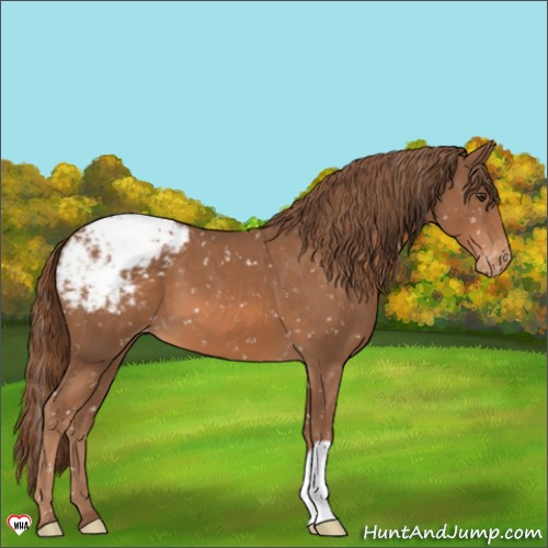 Horse Color:Chestnut Appaloosa 