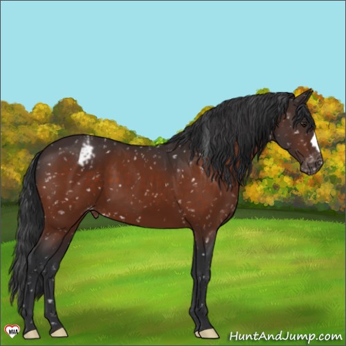 Horse Color:Brown Appaloosa 